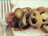 [ bacon and jalapeno sandwich ]
