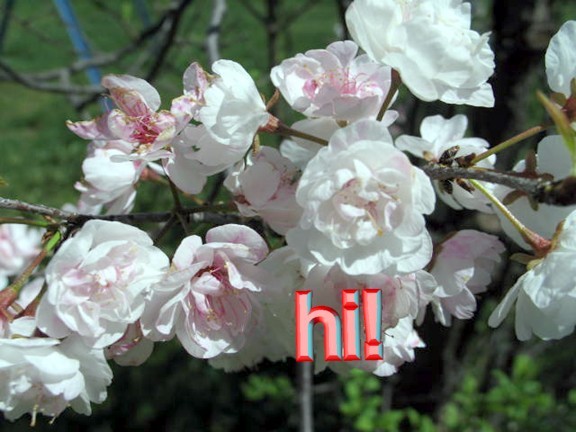 [ plum blossoms and experimental text in picture ]