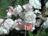[ plum blossoms and experimental text in picture ]