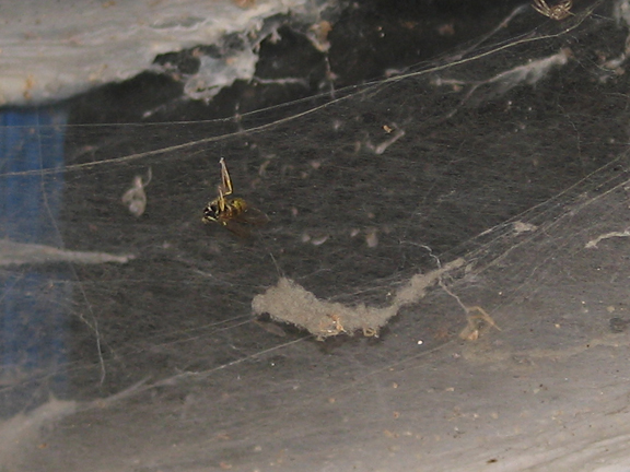 [ Hornet in Spider Web ]