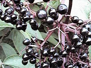 [ picture of berries ]